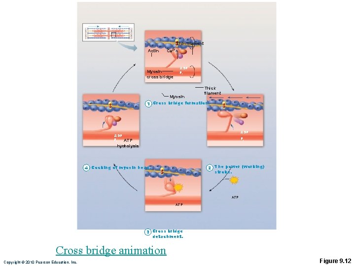 Thin filament Actin Ca 2+ Myosin cross bridge ADP Pi Thick filament Myosin Cross