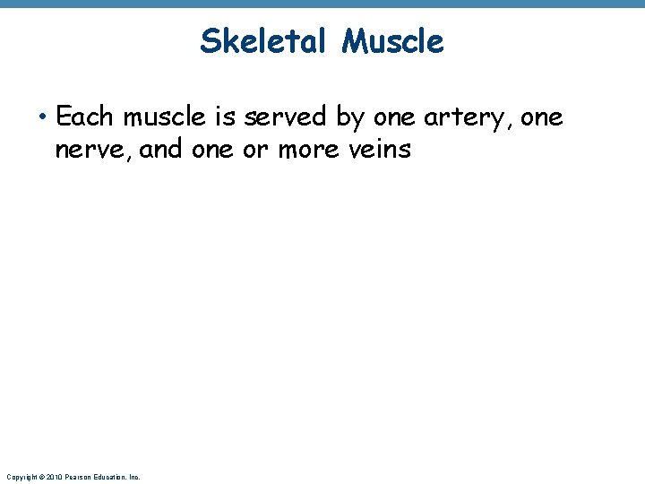 Skeletal Muscle • Each muscle is served by one artery, one nerve, and one