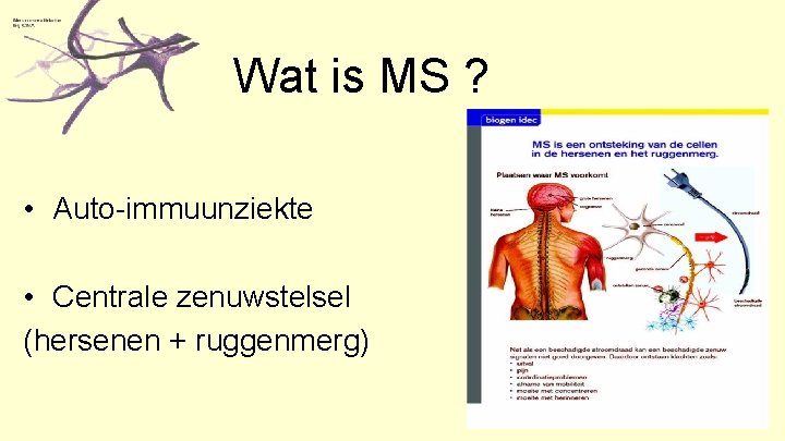 Wat is MS ? • Auto-immuunziekte • Centrale zenuwstelsel (hersenen + ruggenmerg) 