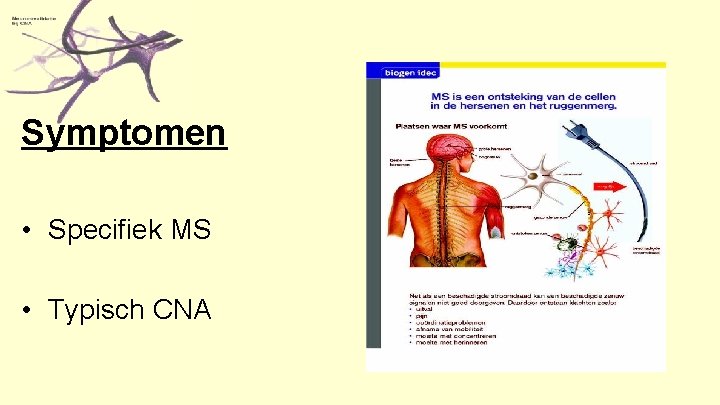 Symptomen • Specifiek MS • Typisch CNA 