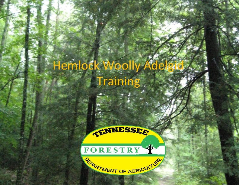 Hemlock Woolly Adelgid Training 