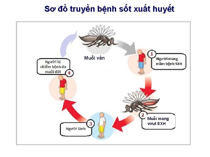 Sơ đồ truyền bệnh sốt xuất huyết Muỗi vằn Muỗi mang virut SXH 