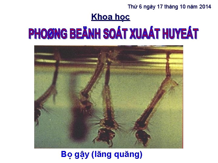 Thứ 6 ngày 17 tháng 10 năm 2014 Khoa học Bọ gậy (lăng quăng)