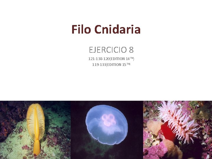 Filo Cnidaria EJERCICIO 8 121 -138 -120(EDITION 14 TH) 119 -133(EDITION 15 TH) 