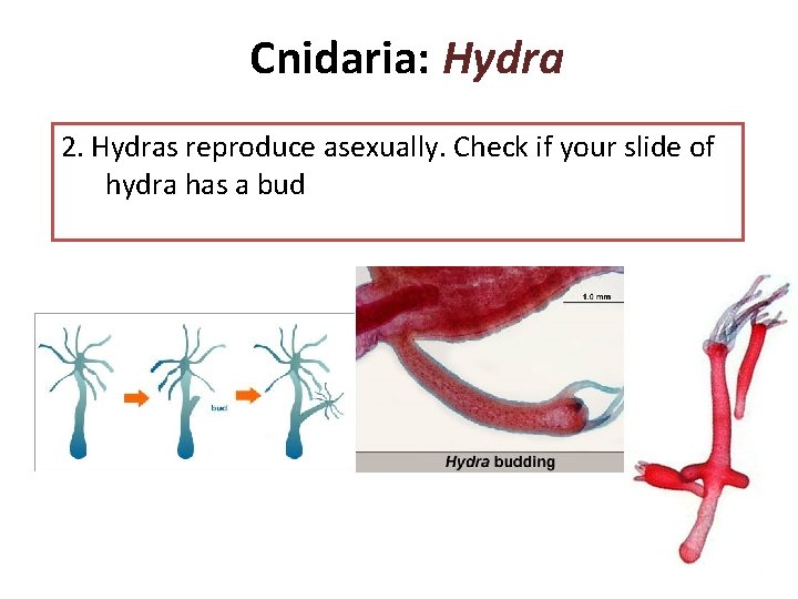 Cnidaria: Hydra 2. Hydras reproduce asexually. Check if your slide of hydra has a