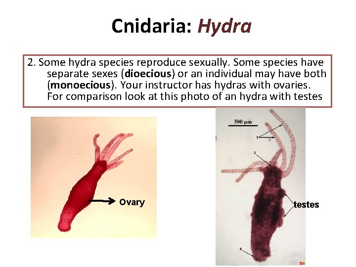 Cnidaria: Hydra 2. Some hydra species reproduce sexually. Some species have separate sexes (dioecious)