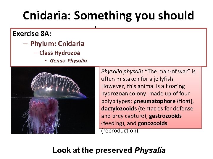 Cnidaria: Something you should know Exercise 8 A: – Phylum: Cnidaria – Class Hydrozoa Cnidaria: Something you should know Exercise 8 A: – Phylum: Cnidaria – Class Hydrozoa