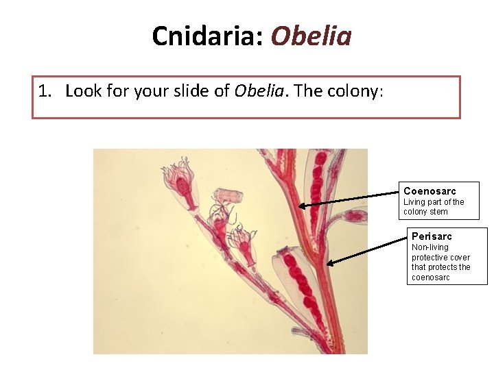 Cnidaria: Obelia 1. Look for your slide of Obelia. The colony: Coenosarc Living part