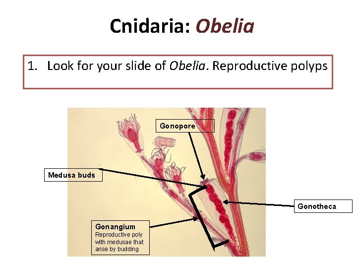 Cnidaria: Obelia 1. Look for your slide of Obelia. Reproductive polyps Gonopore Medusa buds