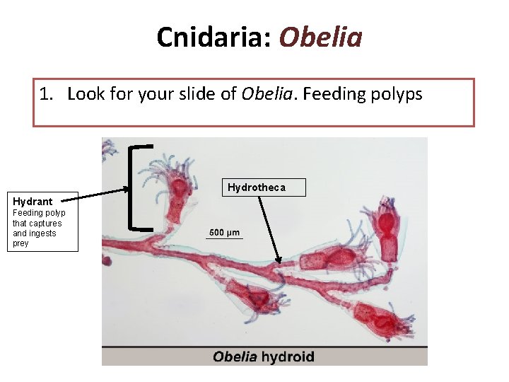 Cnidaria: Obelia 1. Look for your slide of Obelia. Feeding polyps Hydrotheca Hydrant Feeding