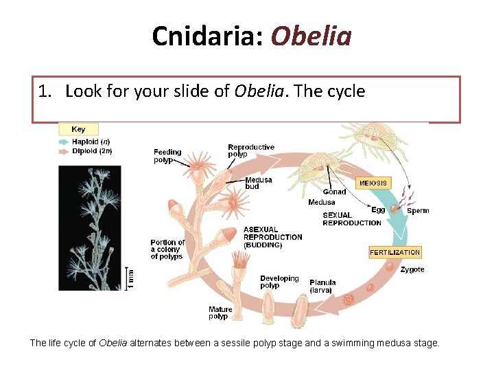 Cnidaria: Obelia 1. Look for your slide of Obelia. The cycle The life cycle