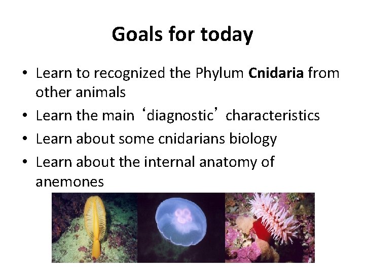 Goals for today • Learn to recognized the Phylum Cnidaria from other animals •