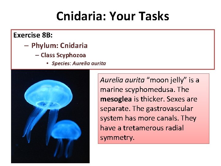Cnidaria: Your Tasks Exercise 8 B: – Phylum: Cnidaria – Class Scyphozoa • Species: Cnidaria: Your Tasks Exercise 8 B: – Phylum: Cnidaria – Class Scyphozoa • Species: