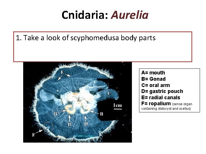 Cnidaria: Aurelia 1. Take a look of scyphomedusa body parts A= mouth B= Gonad