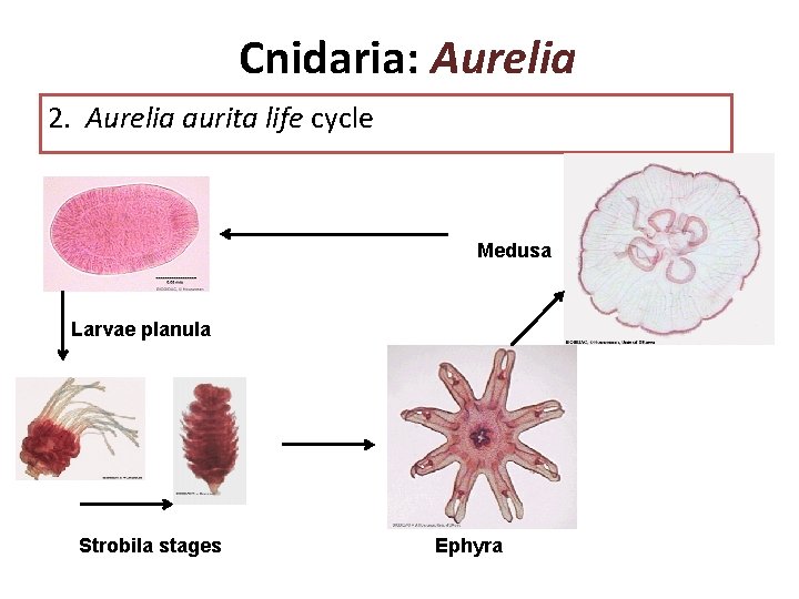 Cnidaria: Aurelia 2. Aurelia aurita life cycle Medusa Larvae planula Strobila stages Ephyra Cnidaria: Aurelia 2. Aurelia aurita life cycle Medusa Larvae planula Strobila stages Ephyra