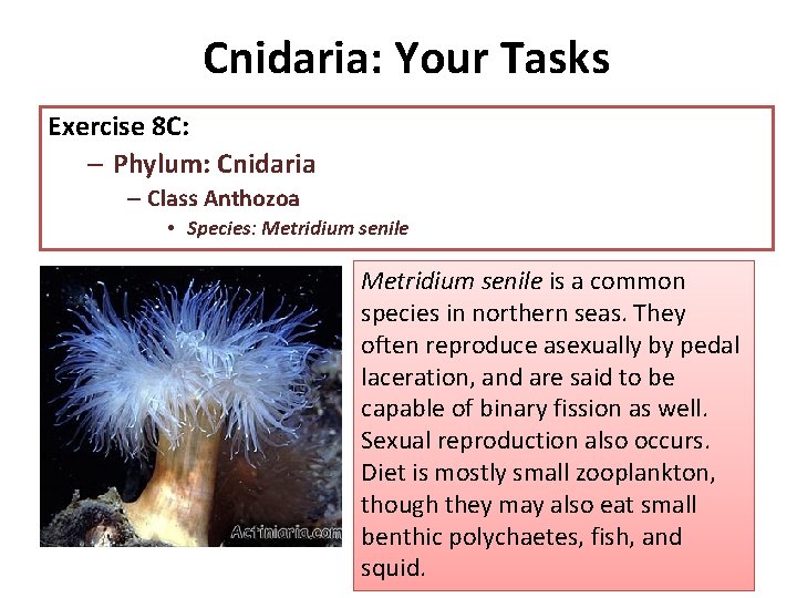 Cnidaria: Your Tasks Exercise 8 C: – Phylum: Cnidaria – Class Anthozoa • Species: Cnidaria: Your Tasks Exercise 8 C: – Phylum: Cnidaria – Class Anthozoa • Species: