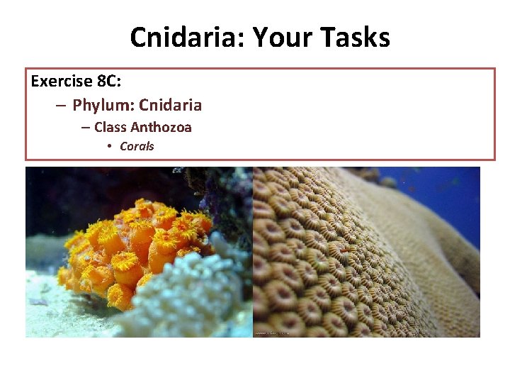 Cnidaria: Your Tasks Exercise 8 C: – Phylum: Cnidaria – Class Anthozoa • Corals Cnidaria: Your Tasks Exercise 8 C: – Phylum: Cnidaria – Class Anthozoa • Corals