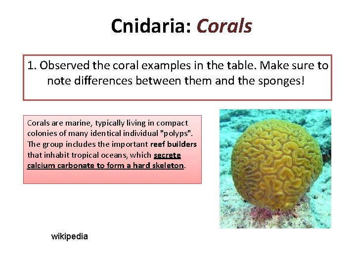 Cnidaria: Corals 1. Observed the coral examples in the table. Make sure to note