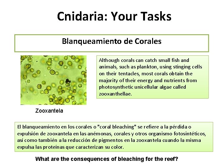 Cnidaria: Your Tasks Blanqueamiento de Corales Although corals can catch small fish and animals,