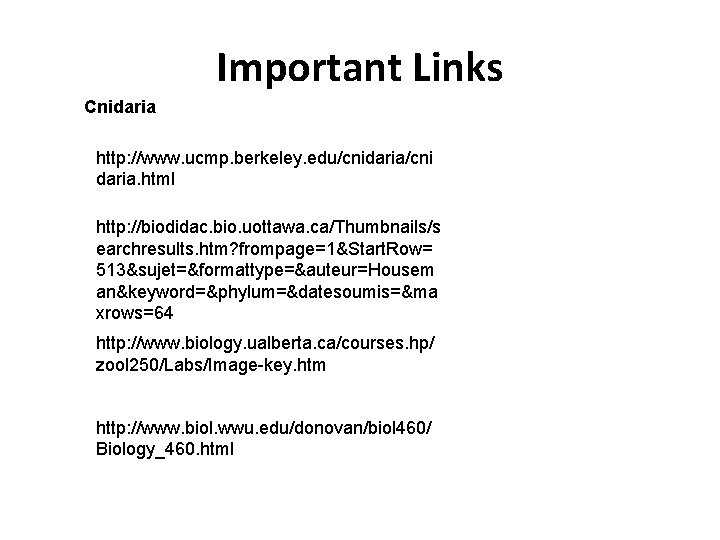 Important Links Cnidaria http: //www. ucmp. berkeley. edu/cnidaria/cni daria. html http: //biodidac. bio. uottawa. Important Links Cnidaria http: //www. ucmp. berkeley. edu/cnidaria/cni daria. html http: //biodidac. bio. uottawa.