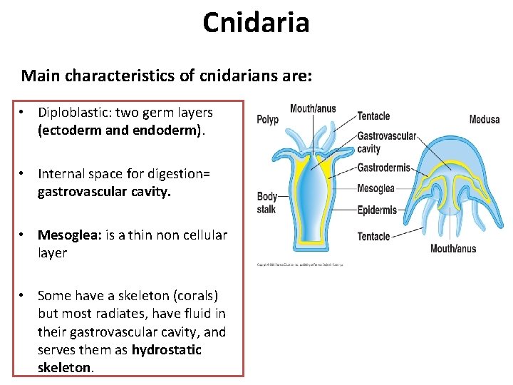 Cnidaria Main characteristics of cnidarians are: • Diploblastic: two germ layers (ectoderm and endoderm).