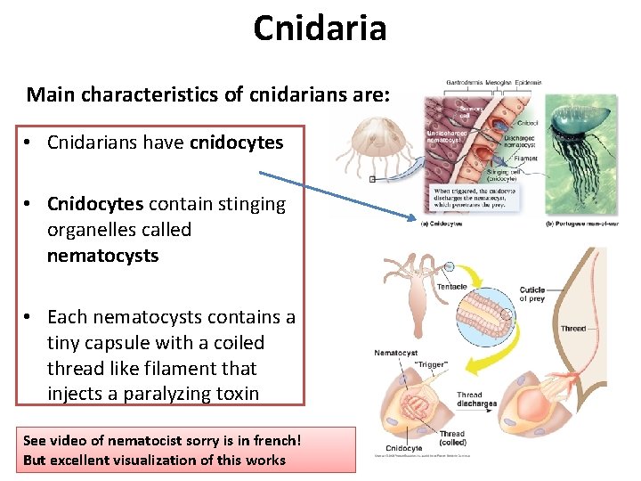 Cnidaria Main characteristics of cnidarians are: • Cnidarians have cnidocytes • Cnidocytes contain stinging