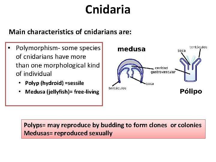 Cnidaria Main characteristics of cnidarians are: • Polymorphism- some species of cnidarians have more