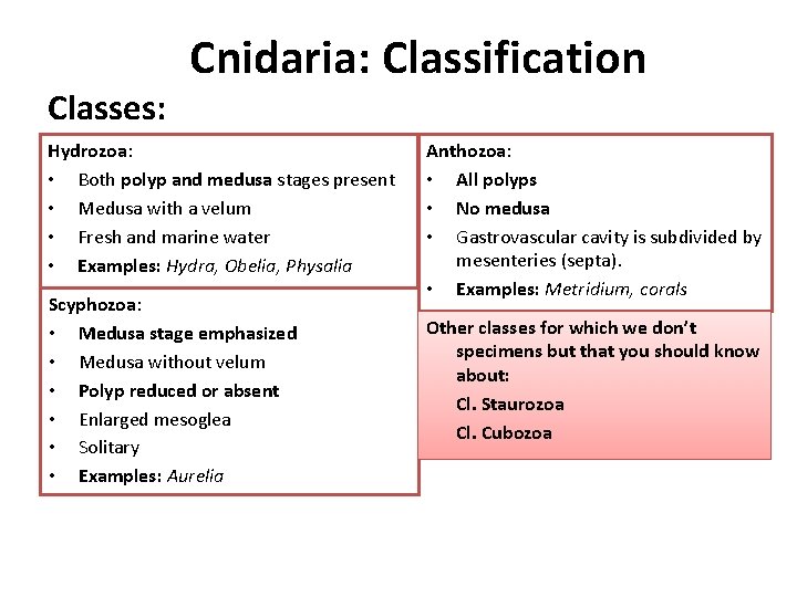 Classes: Cnidaria: Classification Hydrozoa: • Both polyp and medusa stages present • Medusa with
