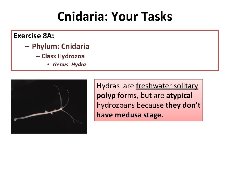 Cnidaria: Your Tasks Exercise 8 A: – Phylum: Cnidaria – Class Hydrozoa • Genus: