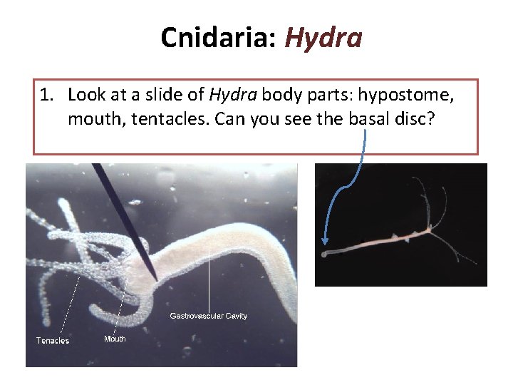 Cnidaria: Hydra 1. Look at a slide of Hydra body parts: hypostome, mouth, tentacles.