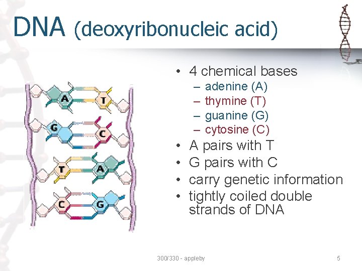 DNA (deoxyribonucleic acid) • 4 chemical bases – – • • adenine (A) thymine DNA (deoxyribonucleic acid) • 4 chemical bases – – • • adenine (A) thymine