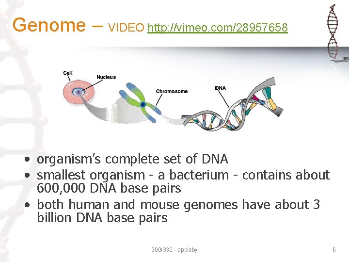 Genome – VIDEO http: //vimeo. com/28957658 • organism’s complete set of DNA • smallest Genome – VIDEO http: //vimeo. com/28957658 • organism’s complete set of DNA • smallest
