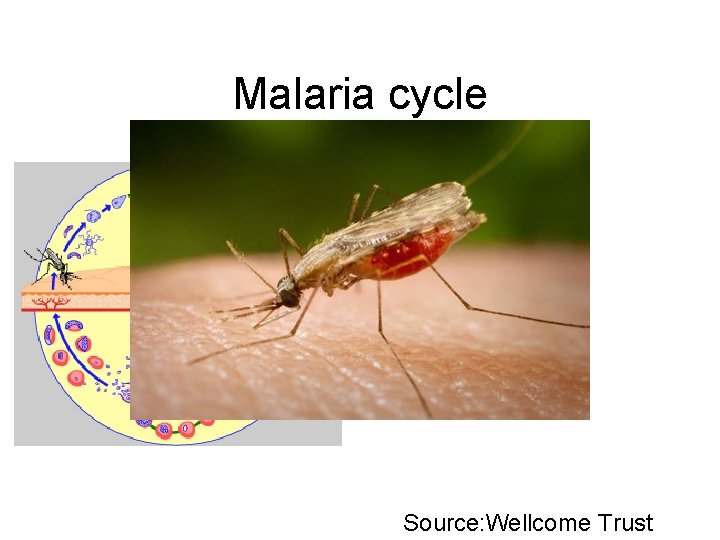 Malaria cycle Source: Wellcome Trust 