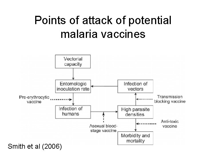 Points of attack of potential malaria vaccines Smith et al (2006) 