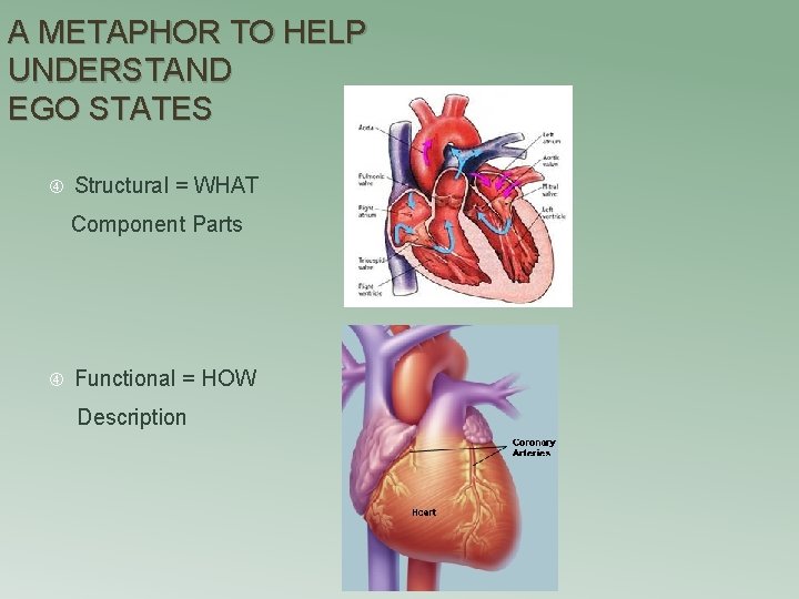 A METAPHOR TO HELP UNDERSTAND EGO STATES Structural = WHAT Component Parts Functional =