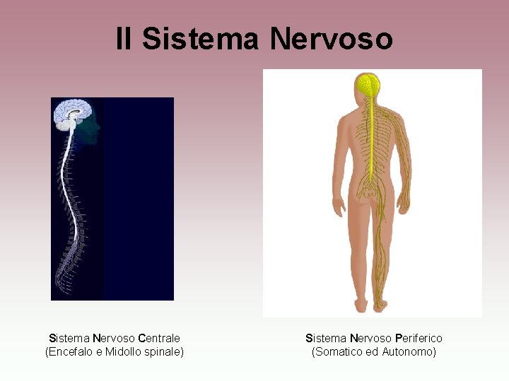 Il Sistema Nervoso Centrale (Encefalo e Midollo spinale) Sistema Nervoso Periferico (Somatico ed Autonomo)