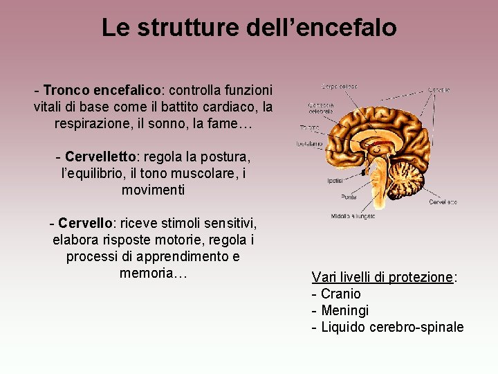 Le strutture dell’encefalo - Tronco encefalico: controlla funzioni vitali di base come il battito