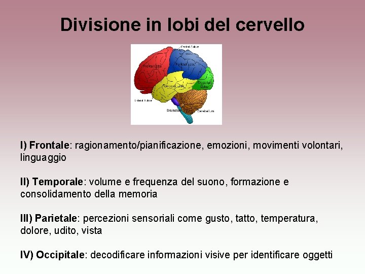 Divisione in lobi del cervello I) Frontale: ragionamento/pianificazione, emozioni, movimenti volontari, linguaggio II) Temporale:
