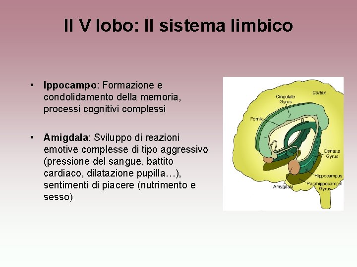 Il V lobo: Il sistema limbico • Ippocampo: Formazione e condolidamento della memoria, processi