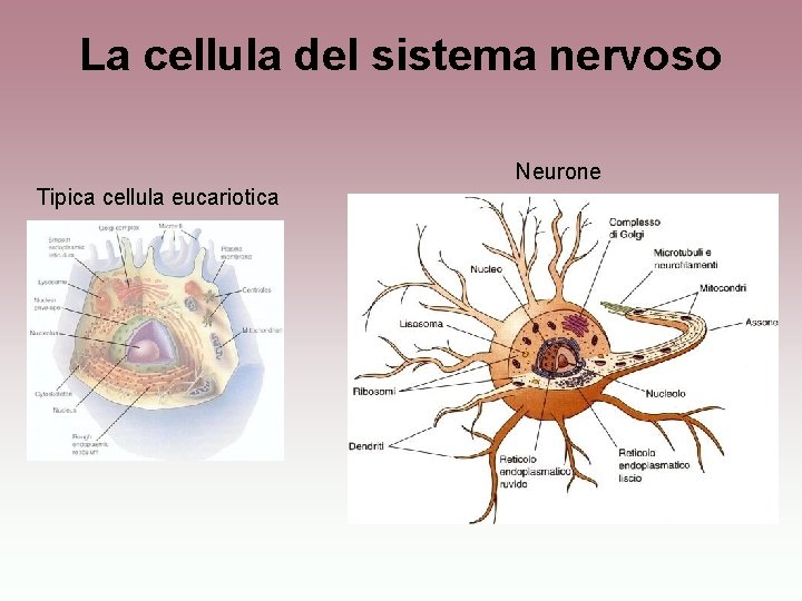 La cellula del sistema nervoso Neurone Tipica cellula eucariotica 