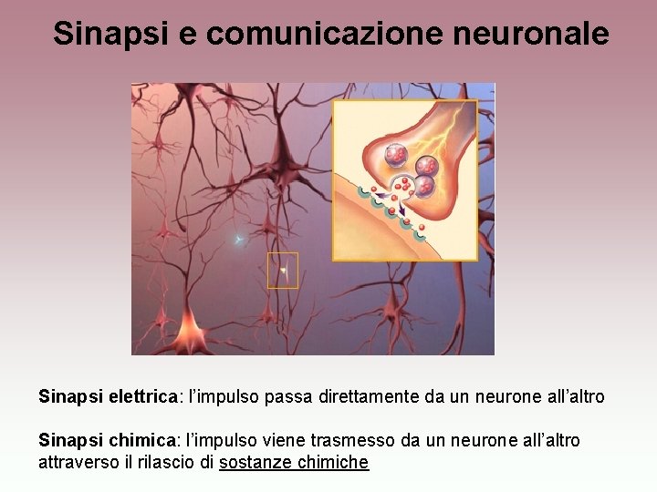 Sinapsi e comunicazione neuronale Sinapsi elettrica: l’impulso passa direttamente da un neurone all’altro Sinapsi