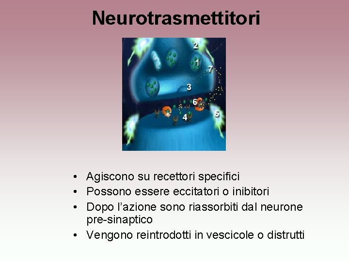 Neurotrasmettitori • Agiscono su recettori specifici • Possono essere eccitatori o inibitori • Dopo