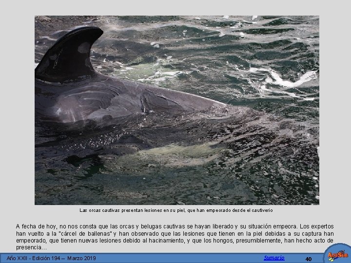 Las orcas cautivas presentan lesiones en su piel, que han empeorado desde el cautiverio