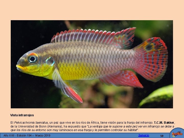 Vista infrarrojos El Pelvicachromis taeniatus, un pez que vive en los ríos de África,