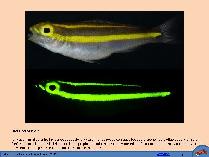 Biofluorescencia Un caso llamativo entre las curiosidades de la vista entre los peces son