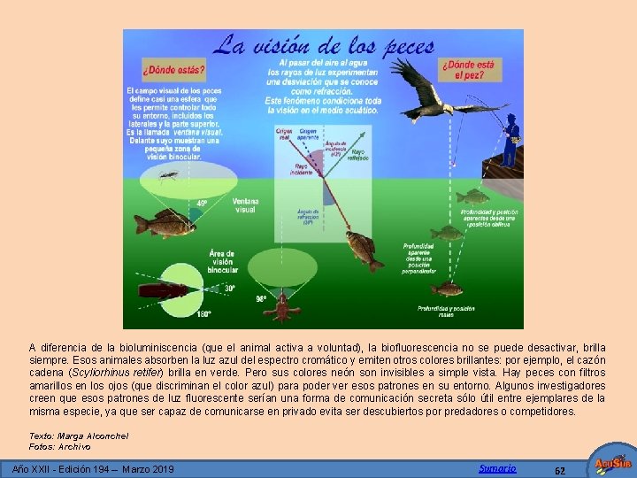 A diferencia de la bioluminiscencia (que el animal activa a voluntad), la biofluorescencia no