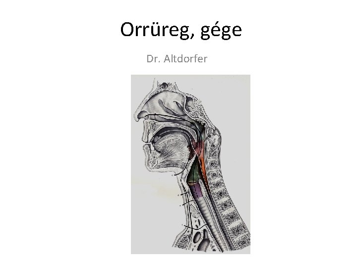 Orrüreg, gége Dr. Altdorfer Orrüreg, gége Dr. Altdorfer