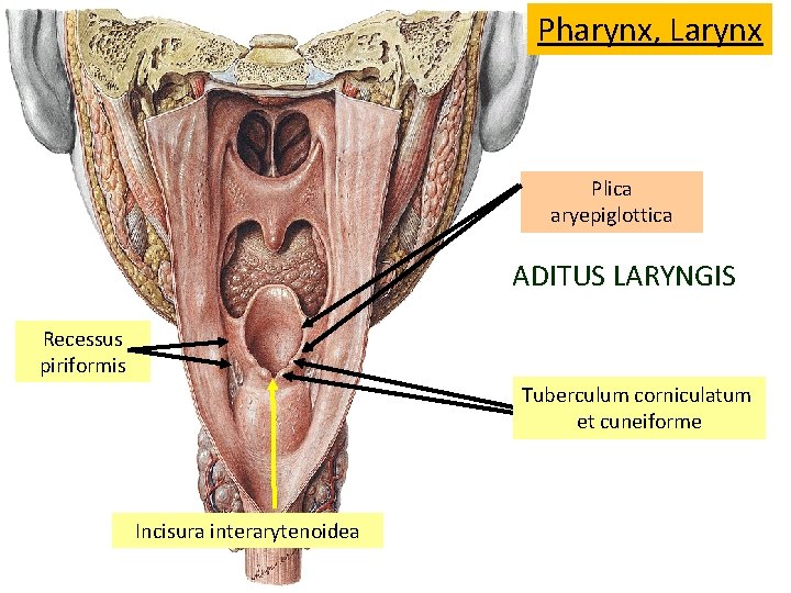 Pharynx, Larynx Plica aryepiglottica ADITUS LARYNGIS Recessus piriformis Tuberculum corniculatum et cuneiforme Incisura interarytenoidea Pharynx, Larynx Plica aryepiglottica ADITUS LARYNGIS Recessus piriformis Tuberculum corniculatum et cuneiforme Incisura interarytenoidea