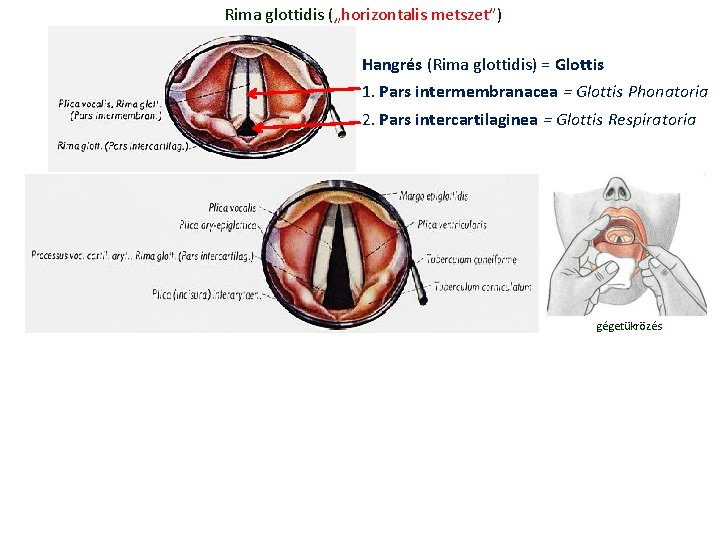 Rima glottidis („horizontalis metszet”) Hangrés (Rima glottidis) = Glottis 1. Pars intermembranacea = Glottis Rima glottidis („horizontalis metszet”) Hangrés (Rima glottidis) = Glottis 1. Pars intermembranacea = Glottis