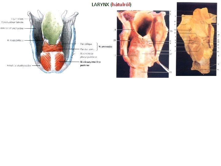 LARYNX (hátulról) LARYNX (hátulról)